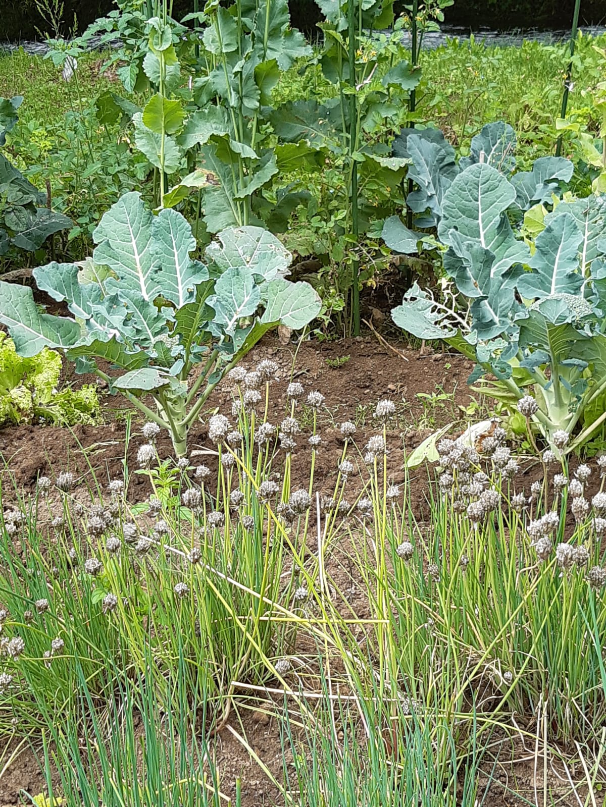 FROM OUR GARDEN: CHIVES