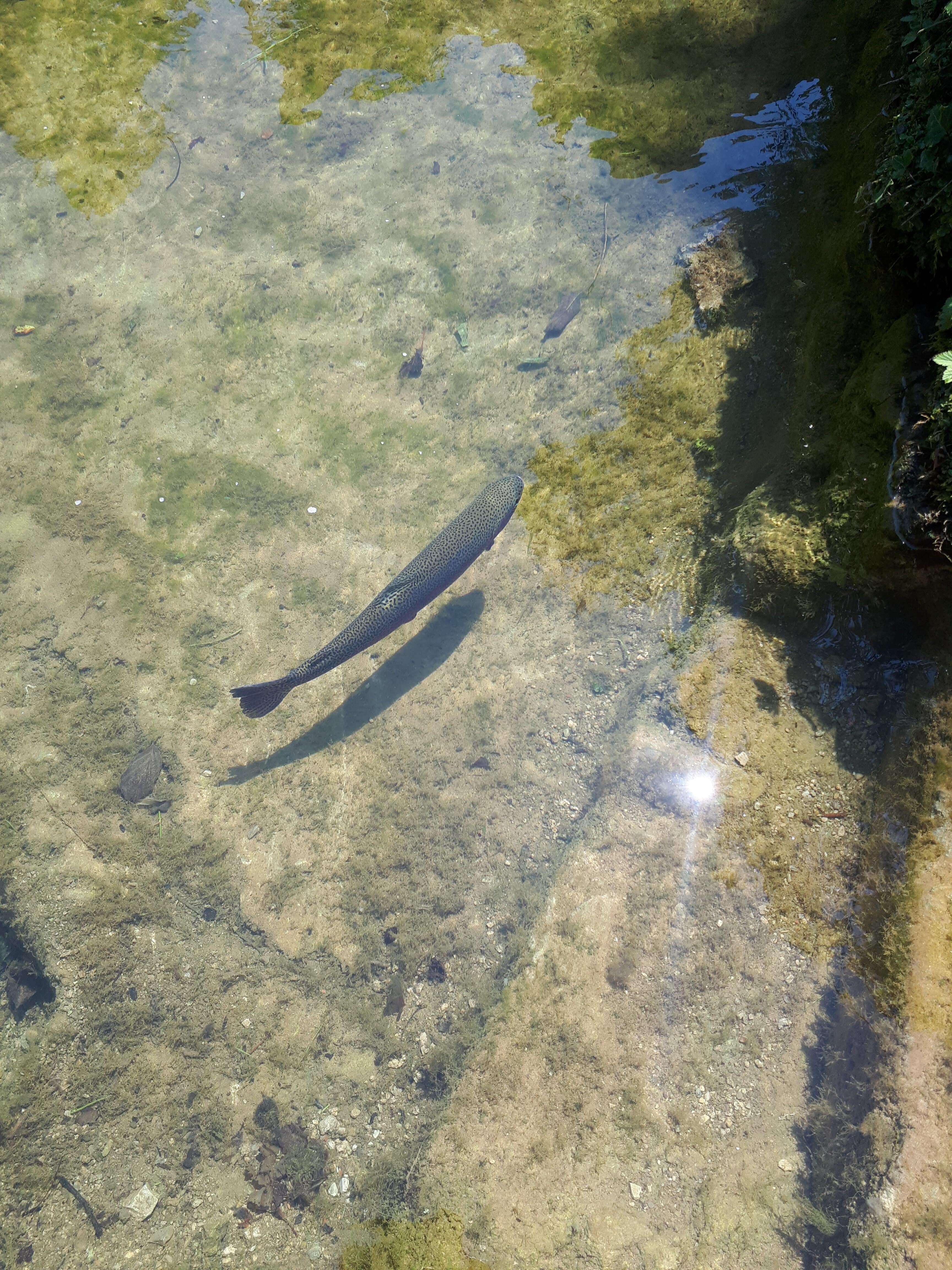HOW FAST IS A TROUT?